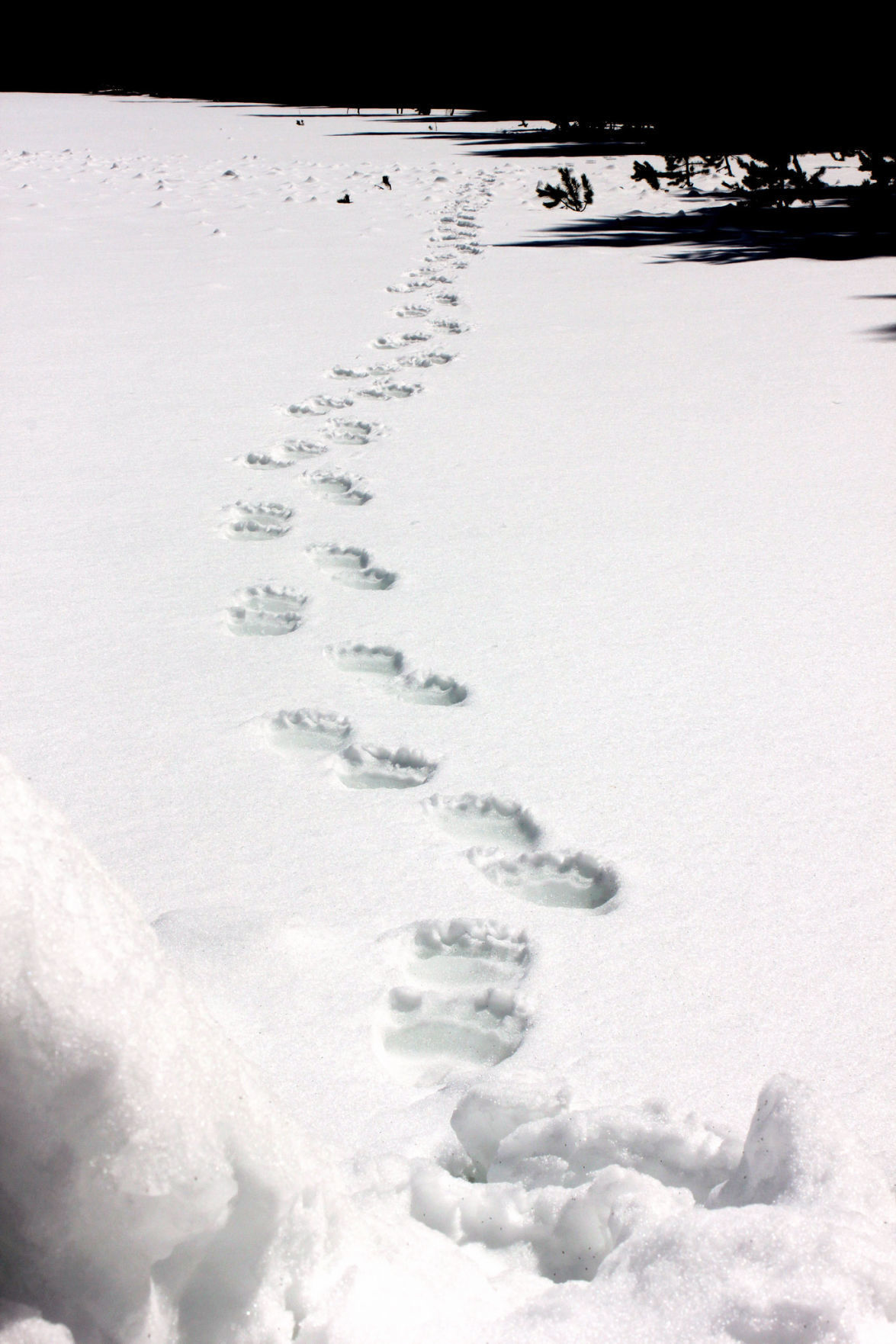 Grizzly bear tracks on snow near Pelican Creek